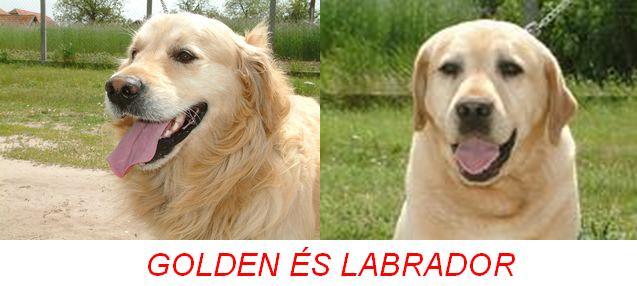 Golden s labrador retriever